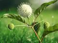 1 Live Plant Buttonbush Cephalanthus occidentalis 12 Inch Tall