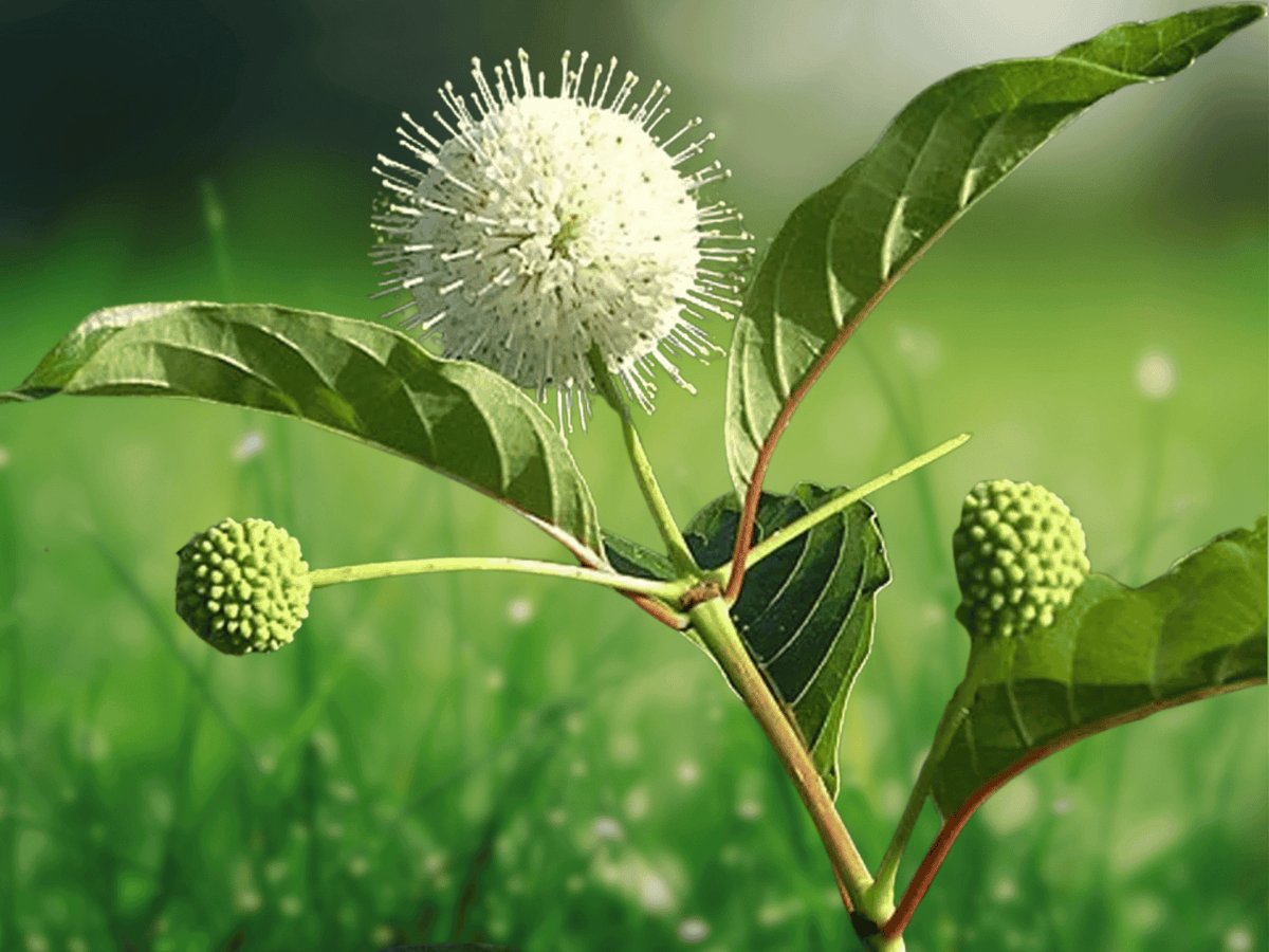 1 Live Plant Buttonbush Cephalanthus occidentalis 12 Inch Tall