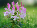 100 Seeds Cleome Spinosa Spider Flower Fragrant Heirloom Tall Annual