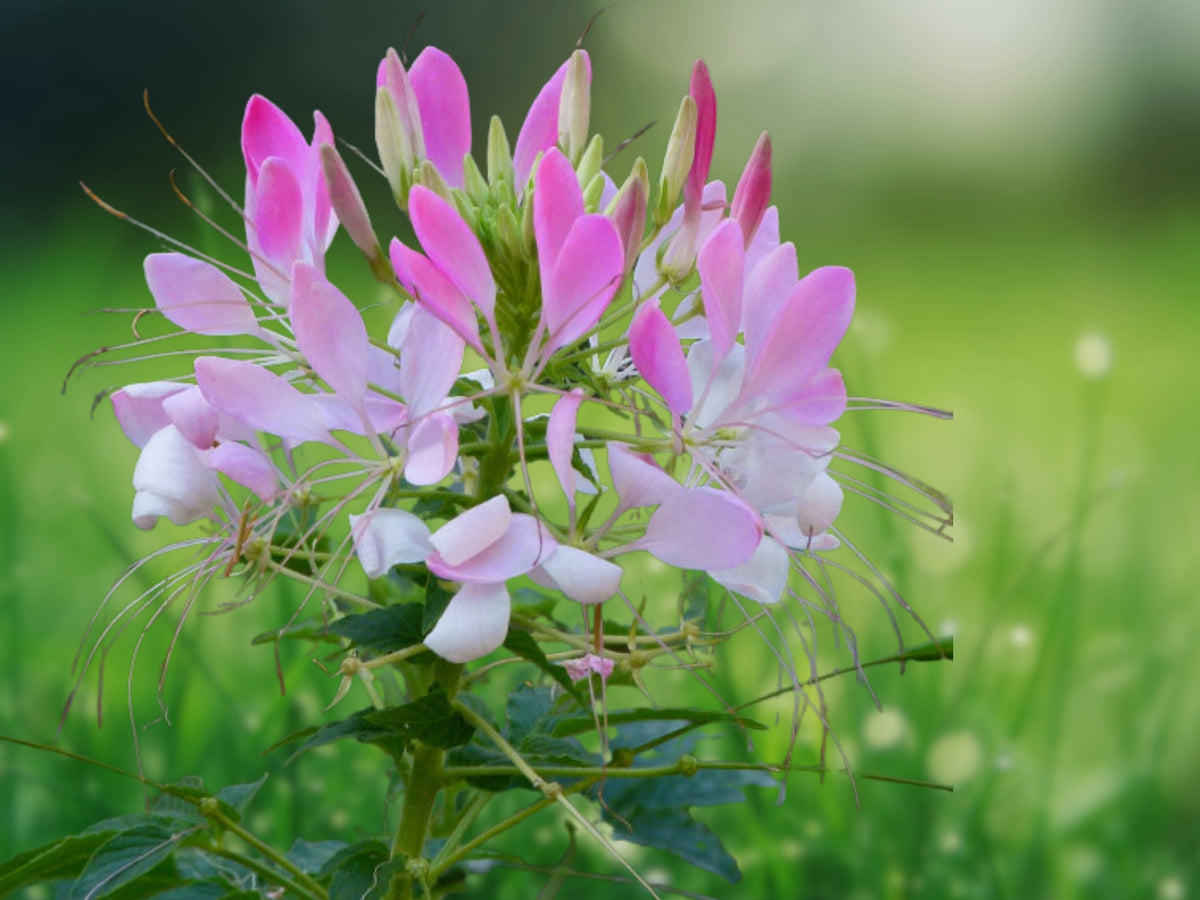 100 Seeds Cleome Spinosa Spider Flower Fragrant Heirloom Tall Annual