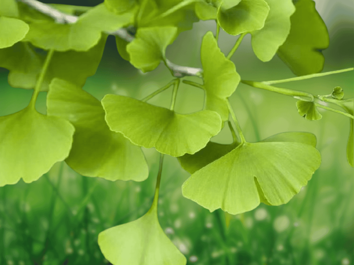 3 Live Plants Ginkgo Tree 12 Inch Ginkgo biloba Bare Root