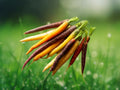 25 Seeds Rainbow Carrot Heirloom Non-GMO Open Pollinated Multicolor Root Vegetable