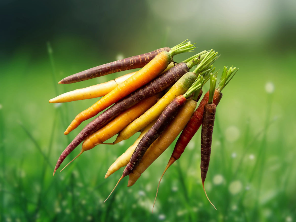 25 Seeds Rainbow Carrot Heirloom Non-GMO Open Pollinated Multicolor Root Vegetable