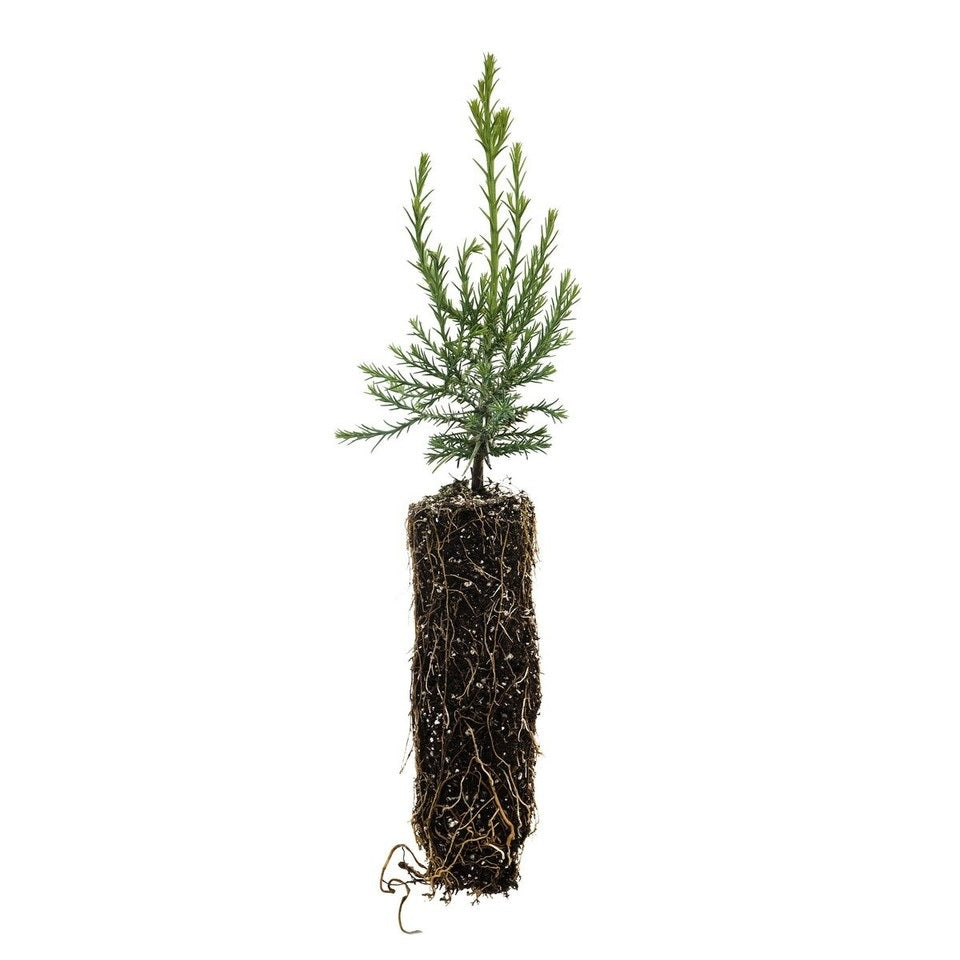1 Live Tree Giant Sequoia Redwood Sequoiadendron Giganteum 5-8 Inch Starter Hardy Evergreen Fast Growing Patio Garden Landscape