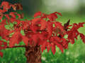 5 Seeds Acer griseum Paperbark Maple Deciduous Ornamental Tree Seeds