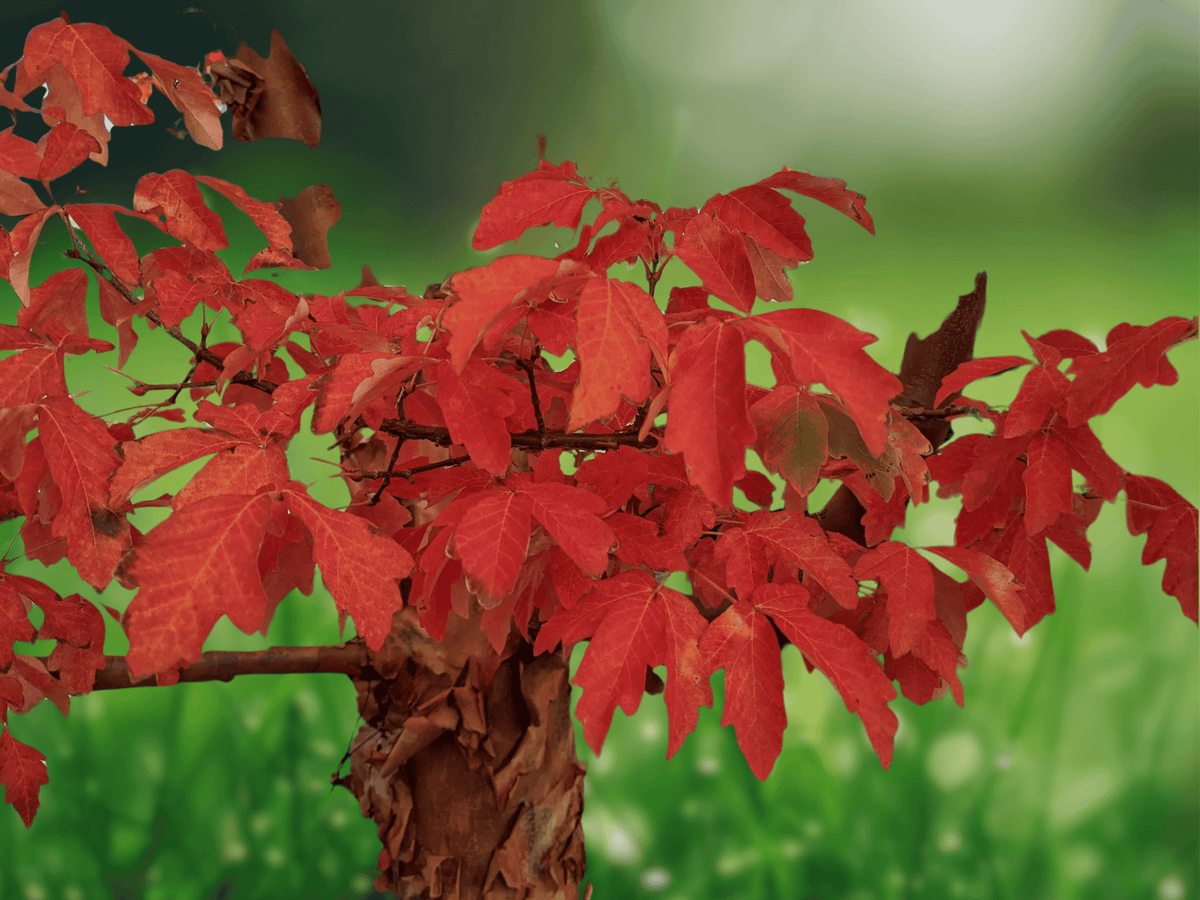 5 Seeds Acer griseum Paperbark Maple Deciduous Ornamental Tree Seeds
