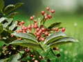 5 Seeds Zanthoxylum simulans (Szechuan Pepper) Hardy Spice Tree