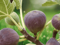 3 Violette de Bordeaux Fig Plant Plugs Ficus carica Starter Plants