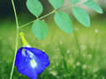 5 Seeds Clitoria ternatea Double Blue Flower Vine