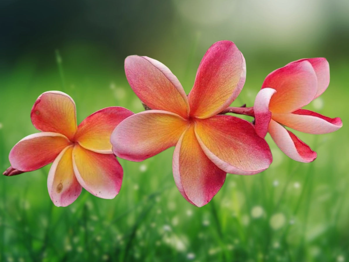 5 Orange Pink Plumeria Seeds Fragrant Tropical Flower Tree Frangipani Easy Grow Exotic Bloom for Patio Garden Landscape or Container