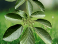 5 Seeds Schefflera pubigera Tree