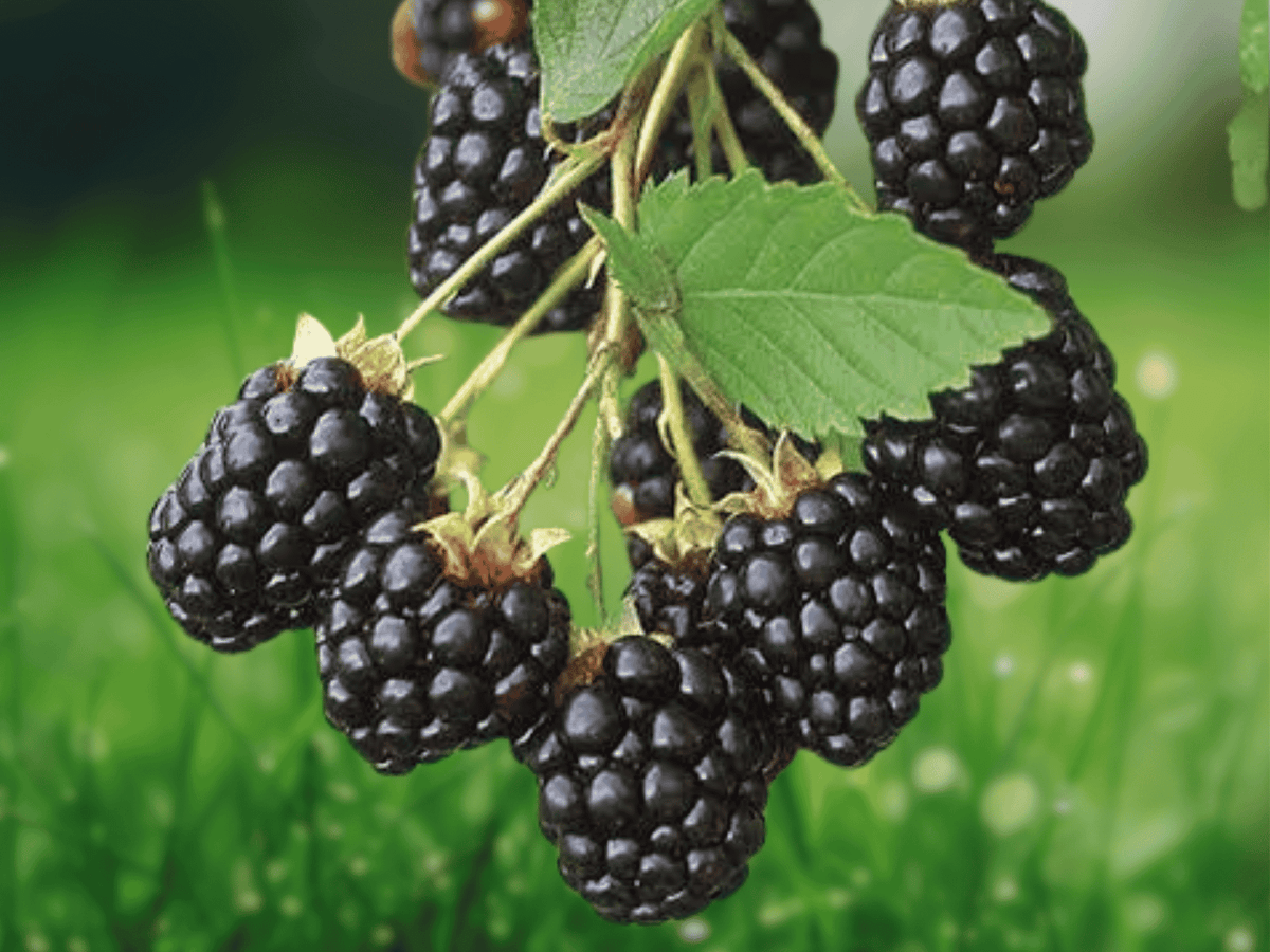5 Live Plant Arapaho Thornless Blackberry Starter Plugs Rubus fruticosus