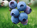 10 Plant Plugs Sweet Crisp Blueberry Vaccinium corymbosum Starter Plants