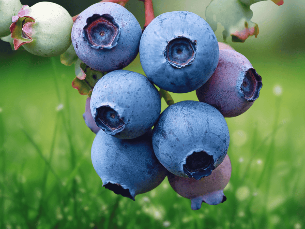 10 Plant Plugs Sweet Crisp Blueberry Vaccinium corymbosum Starter Plants