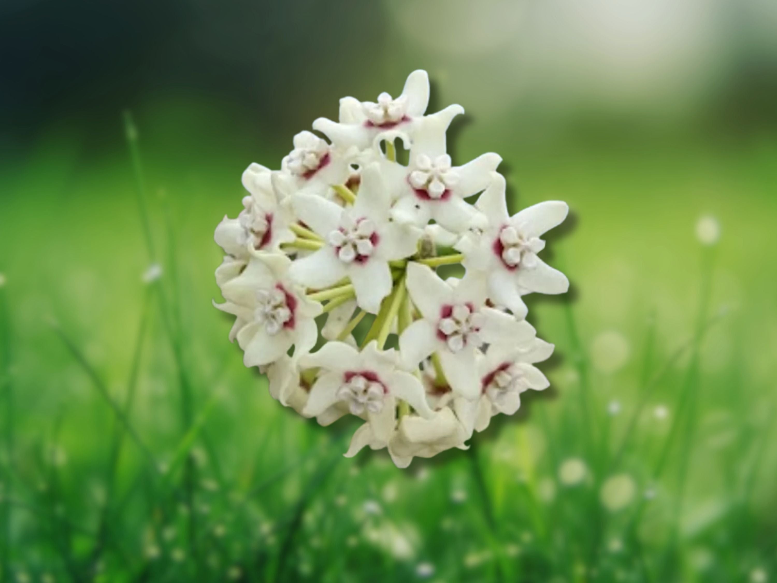 1 Rooted Vine Live Plant Hoya Australis Fragrant Wax Flower
