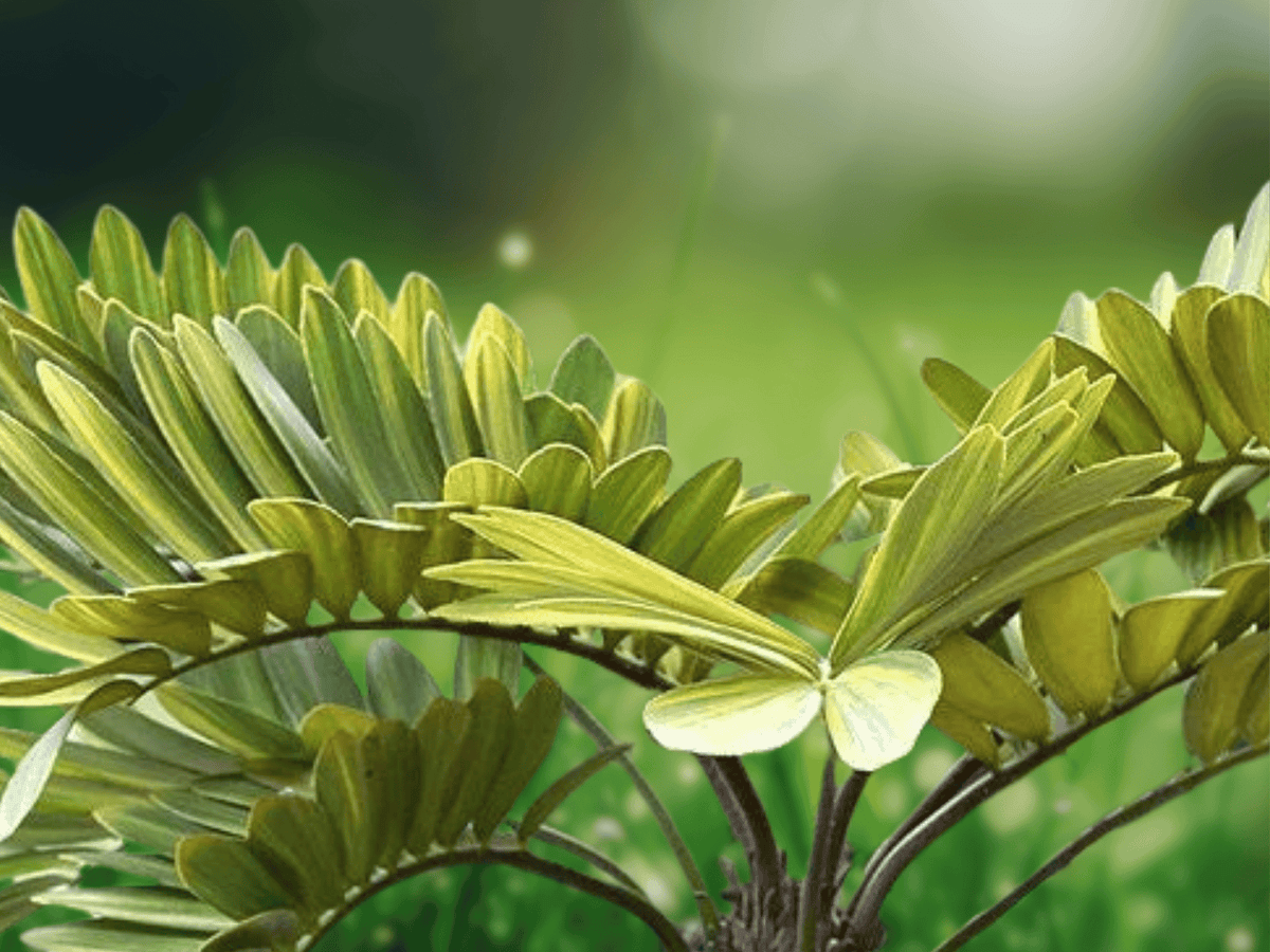 5 Seeds Zamia furfuracea Cardboard Cycad Tropical Cycad Plant