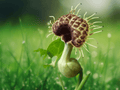 5 Seeds Aristolochia fimbriata (White Veined Dutchman's Pipe Vine)