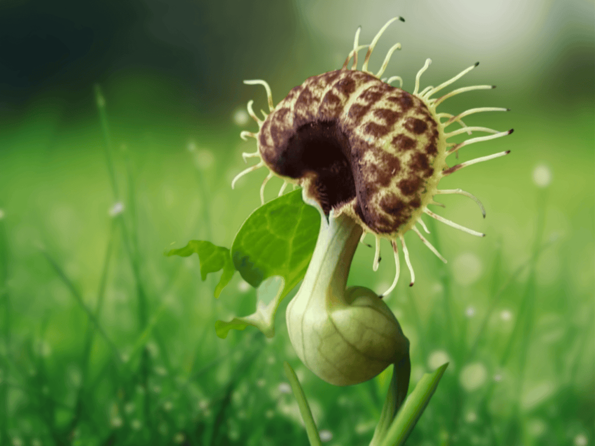 5 Seeds Aristolochia fimbriata (White Veined Dutchman's Pipe Vine)