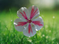 50 Twister Phlox Seeds – Unique Red & White Swirl Blooms – Easy-Grow Annual Flower Seeds for Borders, Beds & Pollinator-Friendly Gardens