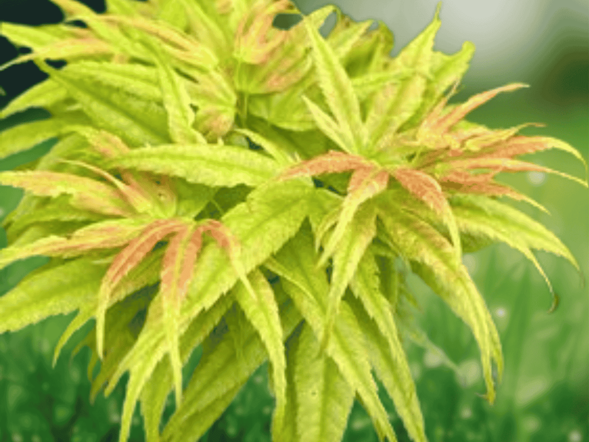 1 Live Plant Acer palmatum Kamagata Dwarf Japanese Maple
