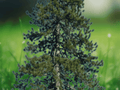 3 Live Plants Ponderosa Pine Tree 6 Inch Tall Starter Tree Evergreen Conifer