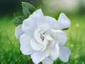 1 Live Plant Veitchii Everblooming Gardenia Cape Jasmine Fragrant White Flowers