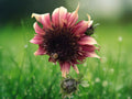 25 Seeds Double Dandy Sunflower Red Yellow Blooms Easy Grow Annual Cut Flower Garden