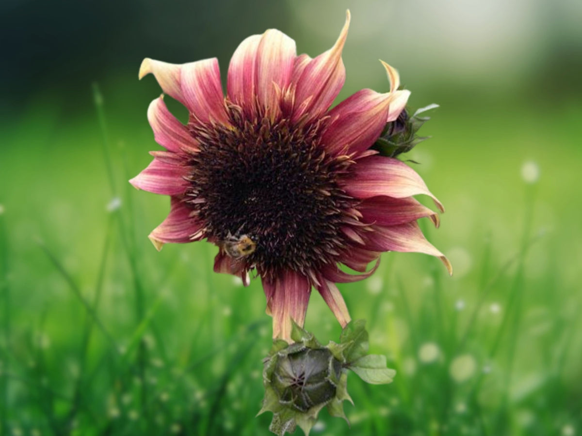 25 Seeds Double Dandy Sunflower Red Yellow Blooms Easy Grow Annual Cut Flower Garden