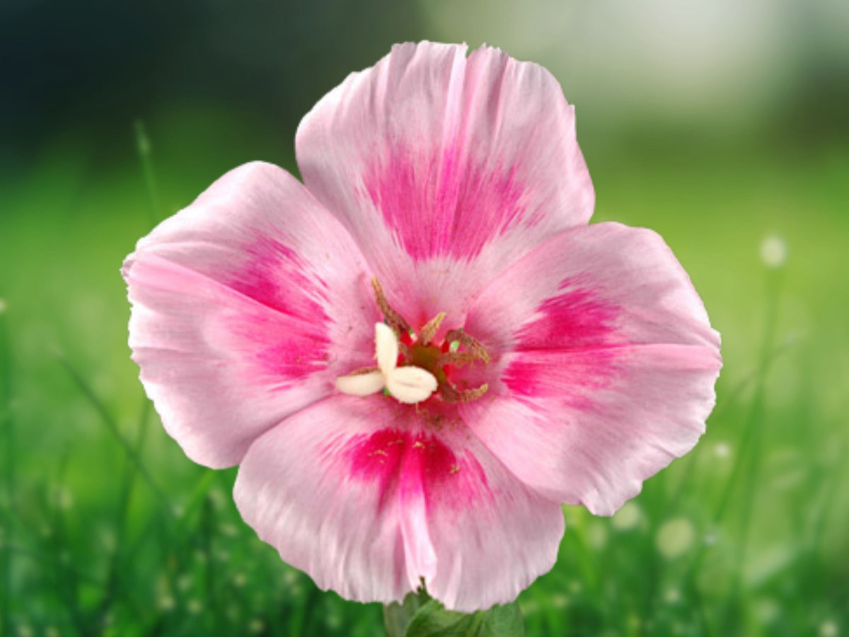 1000+ Clarkia Seeds Heirloom Wildflower Mix Annual Pollinator Friendly Cottage Garden