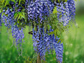5 Seeds Blue Chinese Wisteria Fragrant Wisteria Sinensis Hardy Climbing Vine Easy Grow