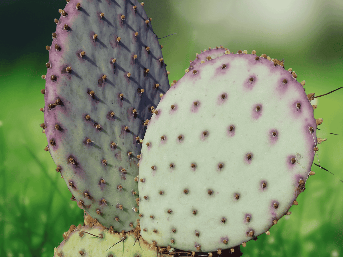 5 Seeds Opuntia chlorotica Santa Rita Purple Prickly Pear Cactus