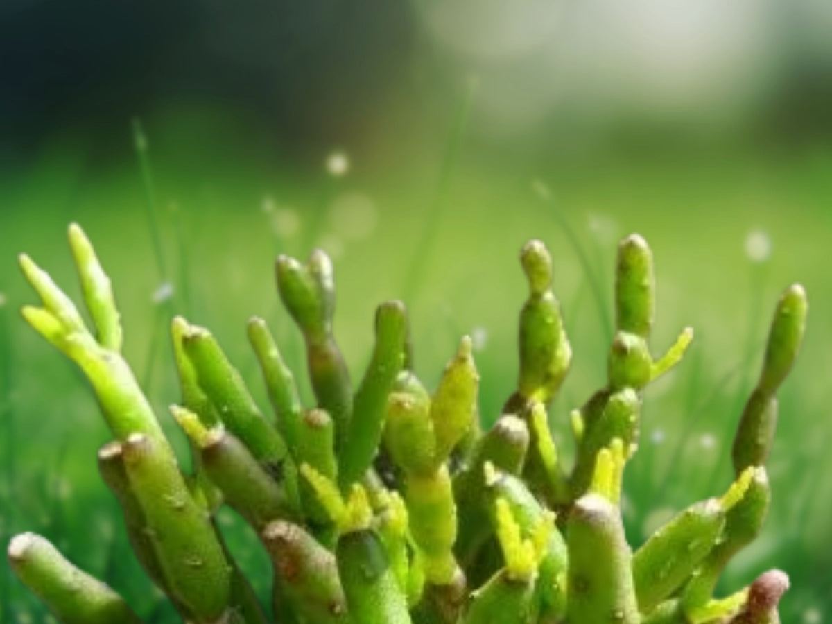 1 Live Plant Rhipsalis cereuscula Coral Cactus Mistletoe Cactus Rooted 2 Inch Pot Trailing Starter Indoor/Patio