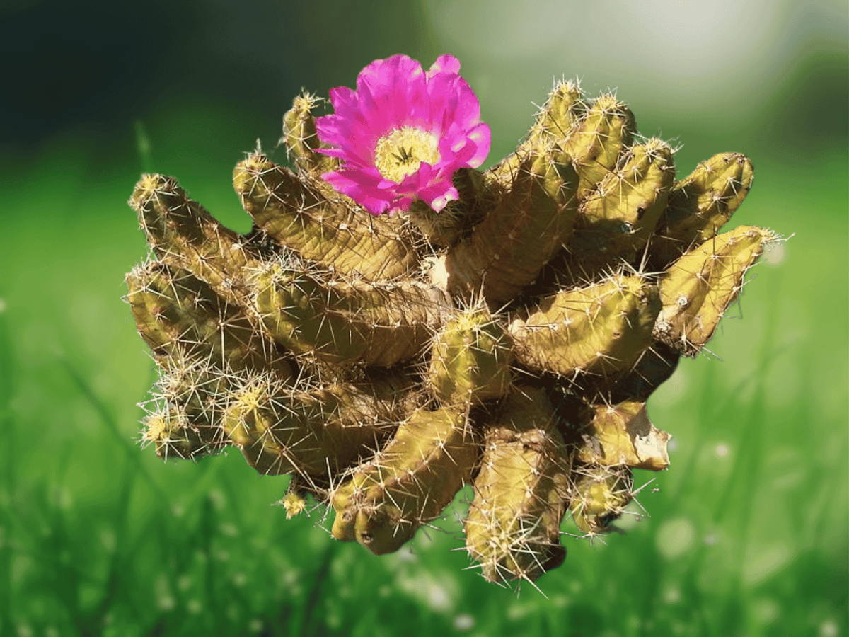 1 Live Plant Lady Finger Cactus Echinocereus pentalophus 4 Inch Pot