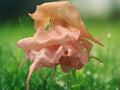 10 Seeds Brugmansia Cantaloupe Angel Trumpet Hybrid Fragrant Peach Orange Tropical Flower Tree
