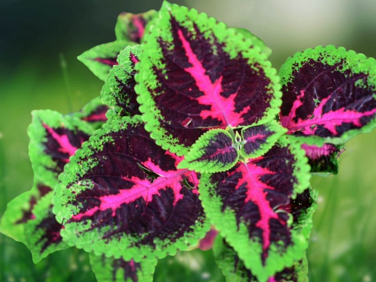 25+ Seeds Coleus Black Purple Foliage Rare Ornamental Shade Garden Easy Grow Indoor Container Houseplant