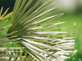 5 Seeds Chamaerops humilis Silver European Fan Palm Hardy Ornamental Palm