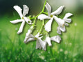 2 Live Plants Confederate Star Jasmine 10" Tall Extremely Fragrant Climbing Vine