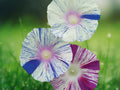 20 Seeds Carnival Mix Morning Glory Ipomoea Purpurea Heirloom Colorful Vine