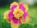 20 Seeds Hibiscus Hardy Tropical Perennial Ruffled Bicolor Double Pink Yellow Exotic Garden Plant