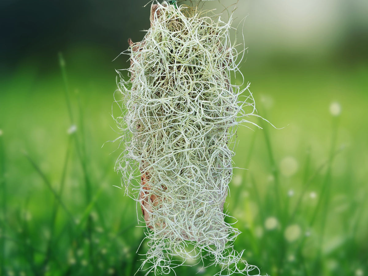 1 Gallon Fresh Florida Live Spanish Moss Tillandsia usneoides Air Plant for Crafts & Garden Decor
