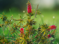 10 Seeds Red Bottlebrush Shrub Callistemon Woodlanders Red Evergreen Flowering