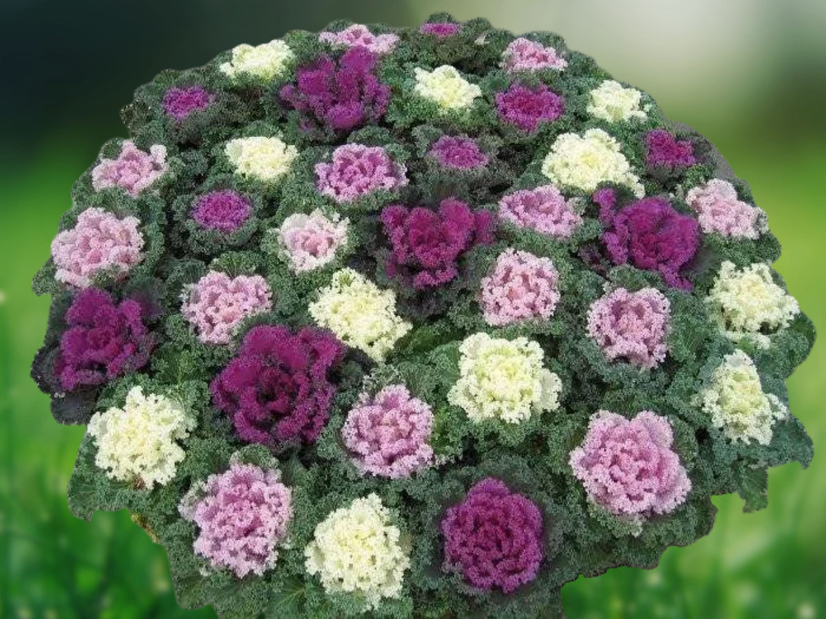 200+ Seeds Ornamental Kale Autumn Mix Brassica Oleracea Colorful Foliage Easy Grow Cool Season Patio Garden