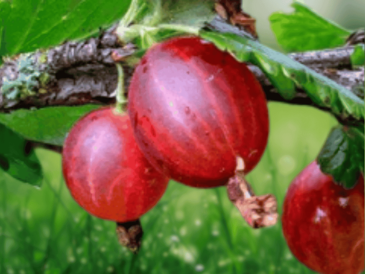 1 Hinnomaki Red Gooseberry Live Plant Well Rooted Starter Plant 2 Inch Tall