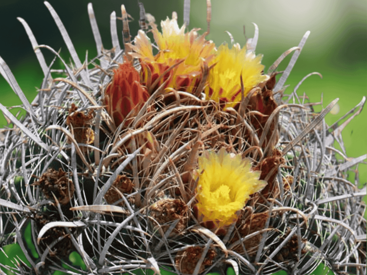 5 Seeds Ferocactus cylindraceus Desert Barrel Cactus Hardy Succulent