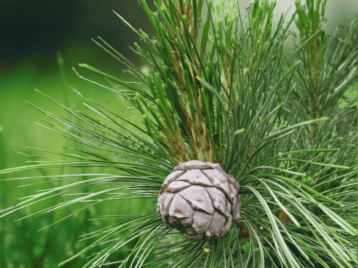 5 Seeds Pinus cembra (Swiss Stone Pine) Hardy Evergreen Tree