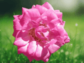 1 Live Plant Peggy Martin Climbing Rose