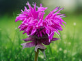 100 Seeds Bee Balm (Monarda Didyma) Purple Perennial Fragrant Flower