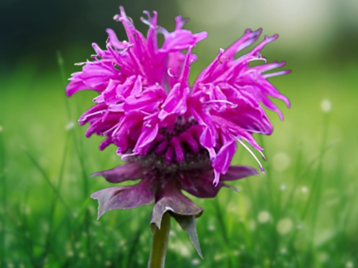 100 Seeds Bee Balm (Monarda Didyma) Purple Perennial Fragrant Flower