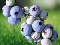 1 Live Plant Rebel Blueberry Vaccinium corymbosum Starter Plug Hardy Fruiting Shrub