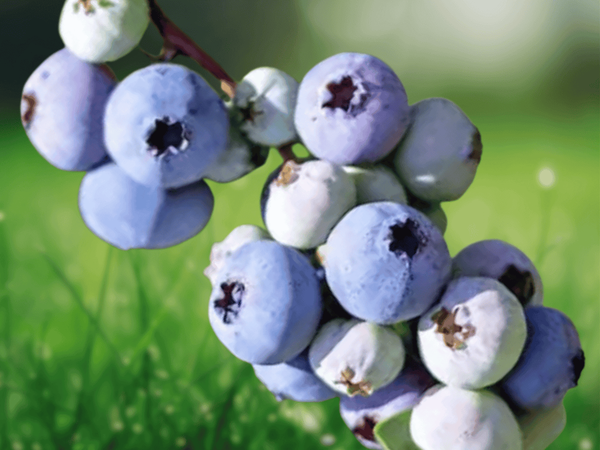 1 Live Plant Rebel Blueberry Vaccinium corymbosum Starter Plug Hardy Fruiting Shrub